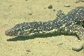../images/marmoratus_mindoro_gaulke.jpg