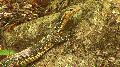 ../images/varanus_salvator_ssp.jpg
