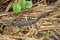 ../images/varanus_togianus.jpg