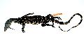 ../images/vsalvator_neotype_zfmk_22092_koch.jpg
